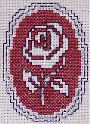 assissi-rose.jpg