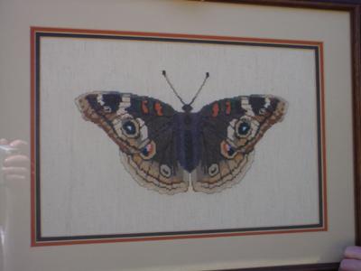 Buckeye Butterfly Buckeye Butterfly