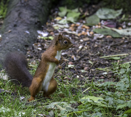 Wild red squirrel in the grounds at Wallington, Northumberland